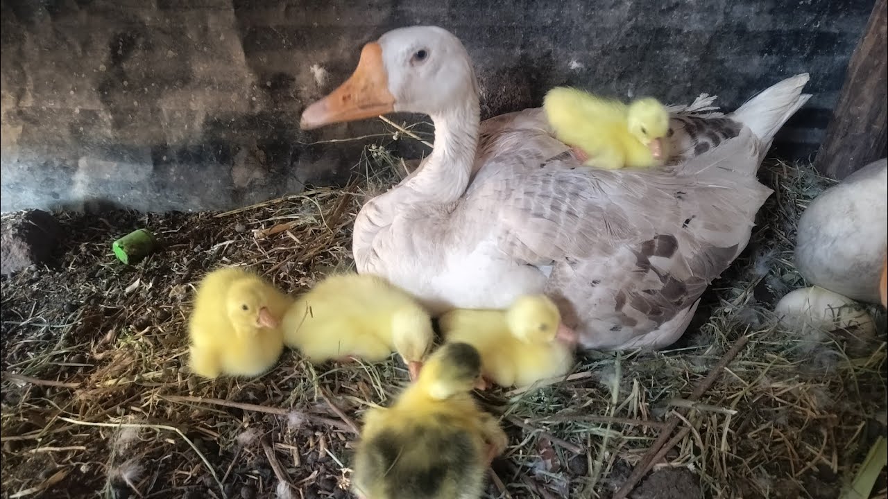 Rajhans baby hatching 🐣 eggs in details ..#omg rajhans ke bache ande se nikte hi bhar agye #rajhans 