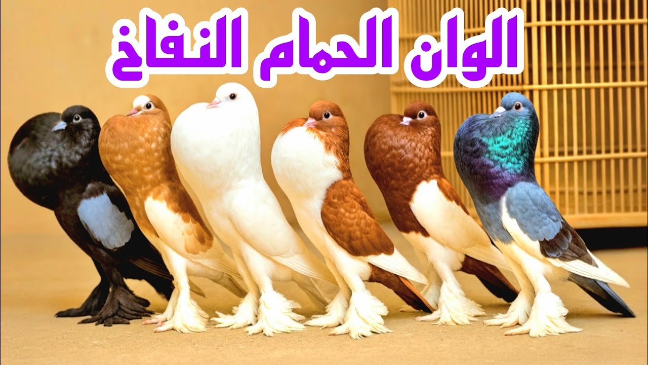 الوان الحمام النفاخ😯سلسلة تربية الحمام النفاخ ومعلومات عن كل انواع الحمام