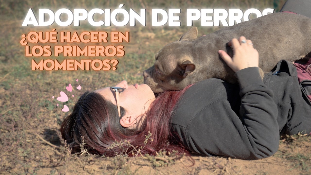 Educaci&oacute;n canina consciente desde la protectora: caso Sasha