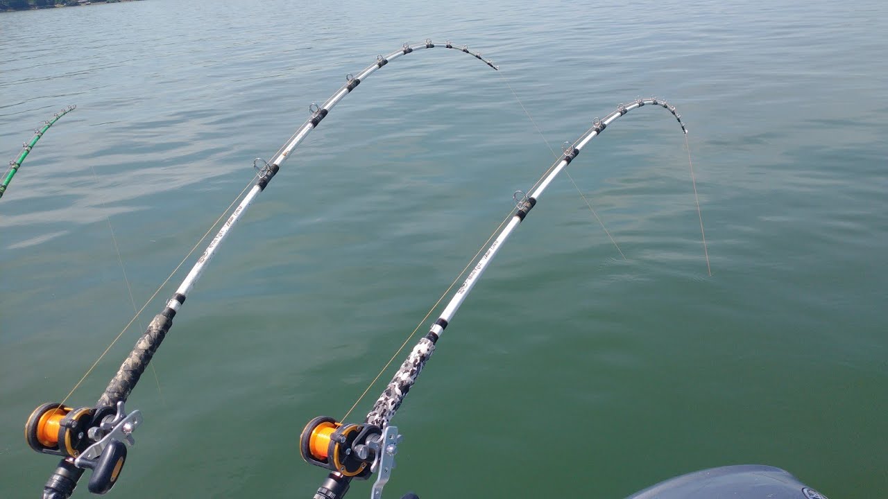 Catching More Catfish Than I Can Count