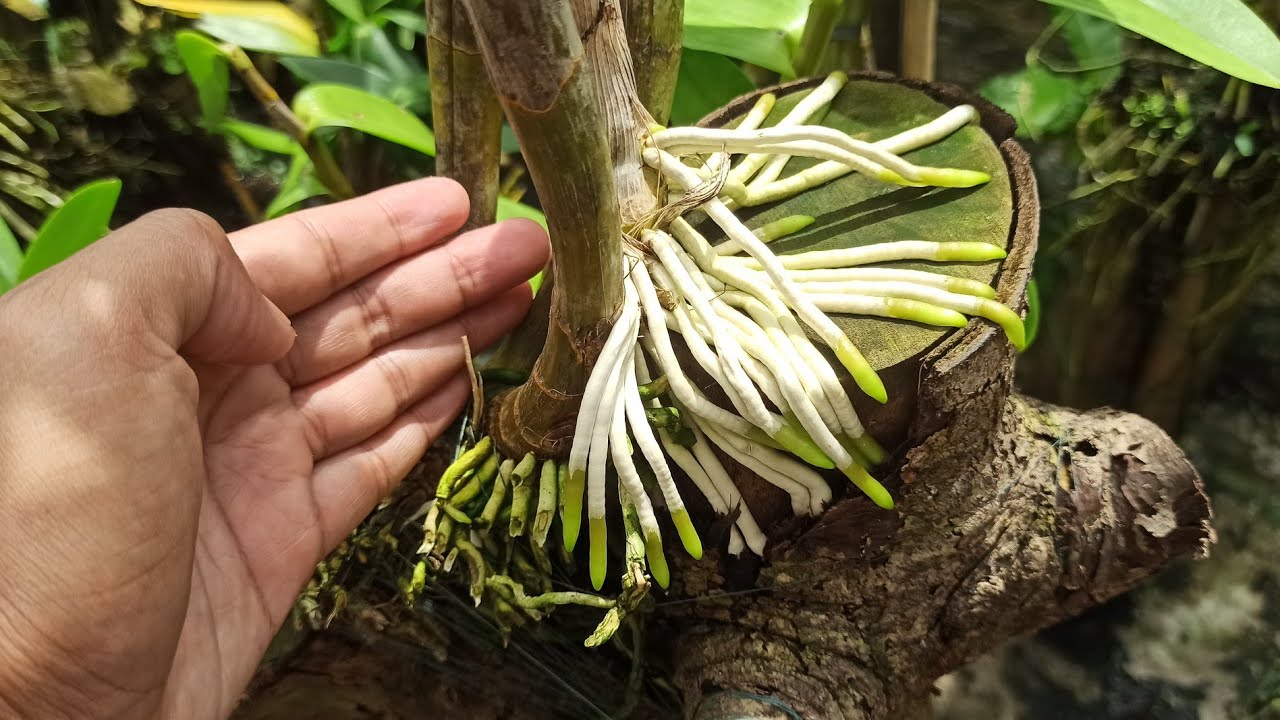 Biar Akar anggrek Lebat ! Kasih 5 Pupuk ini aja !