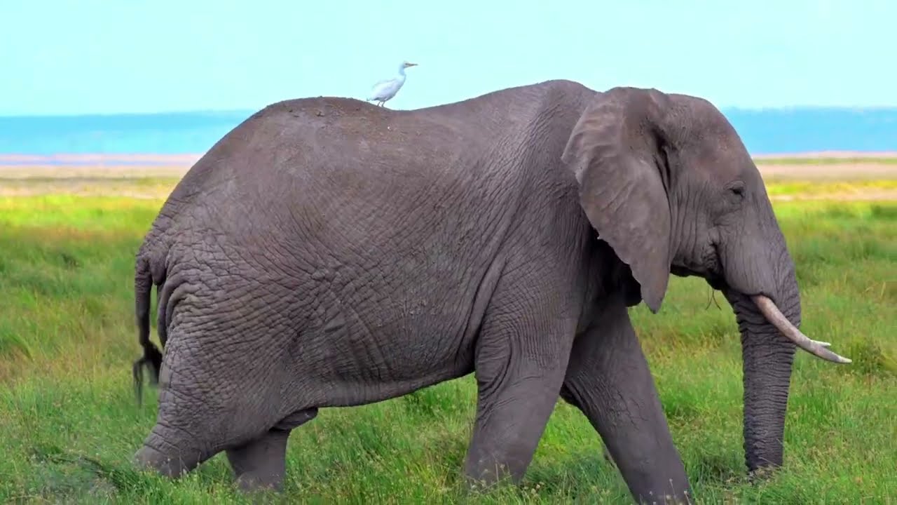 Too Close to a Wild Elephant&hellip; This Was a Mistake 🐘