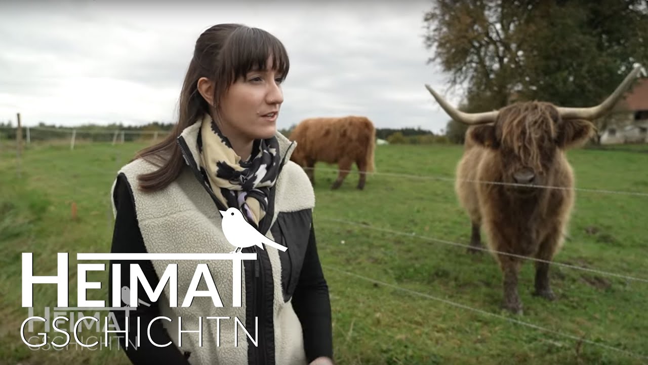 Heimatgschichtn - Bei den Highland-Rindern auf der Weiler Weide