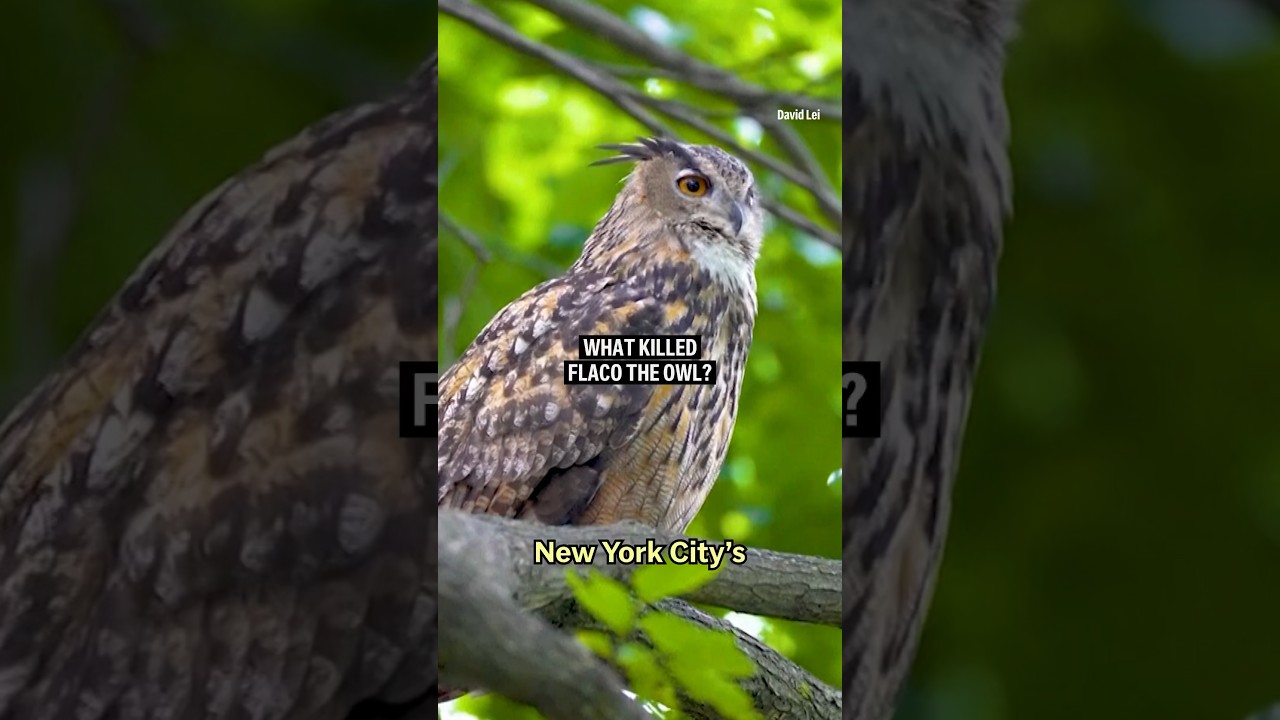 What killed Flaco the owl?