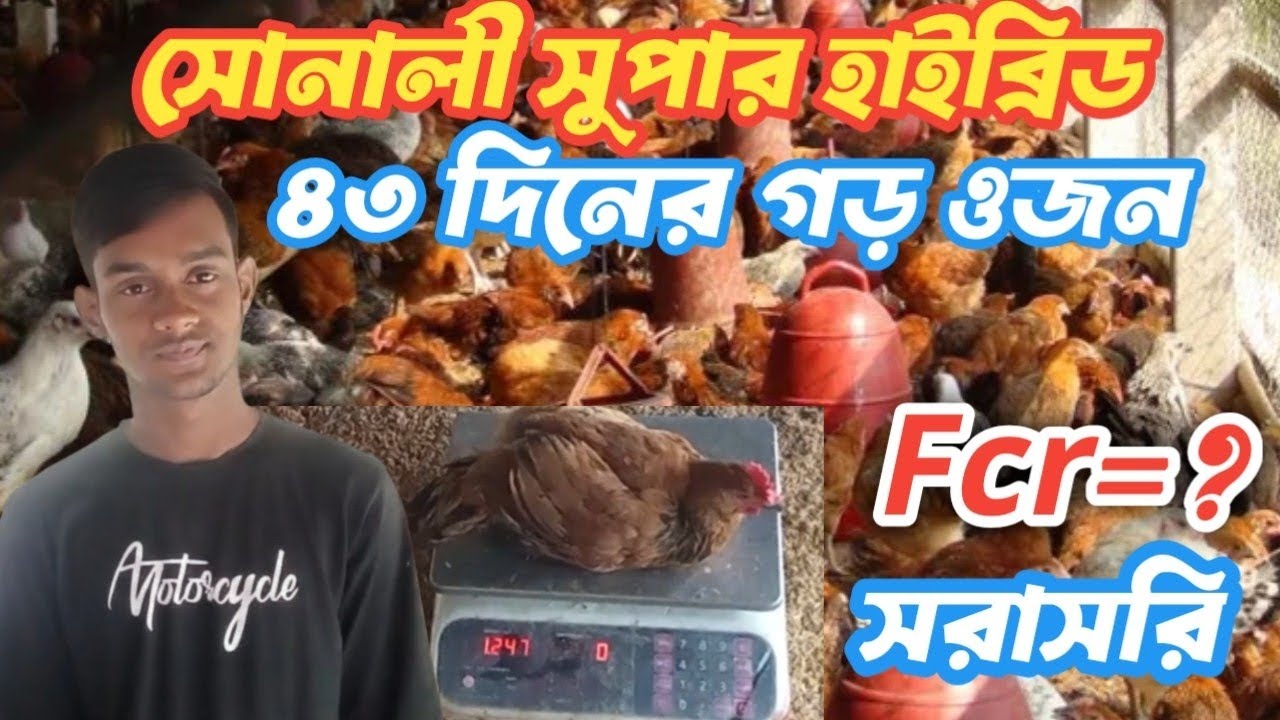 সোনালী সুপার হাইব্রিড ৪৩ দিনের গড় ওজন।এক মিনিটে দেখে নিন fcr হিসাব