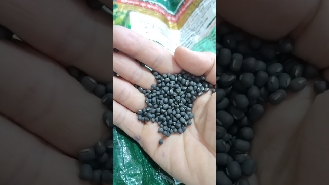 👉 "भास्कर उड़द बीज – High Quality, High Production | Seed Rate, Price & Yield Info