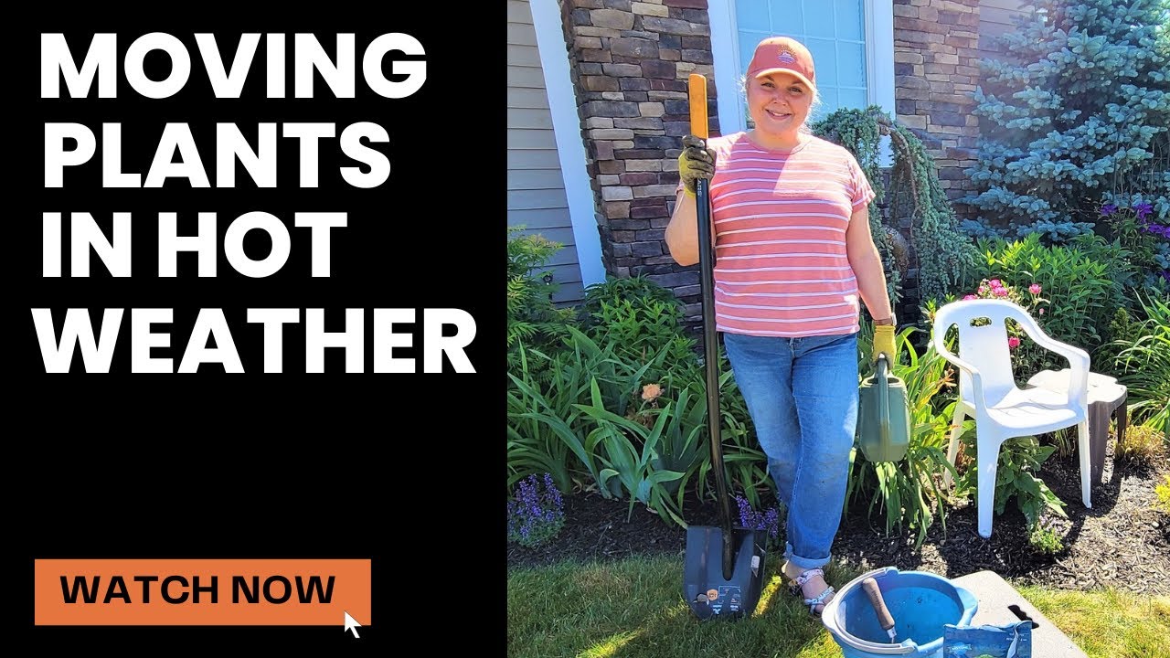 How to Transplant Perennial Plants in Warm Weather. Tips To Prevent Transplant Shock to Plants.
