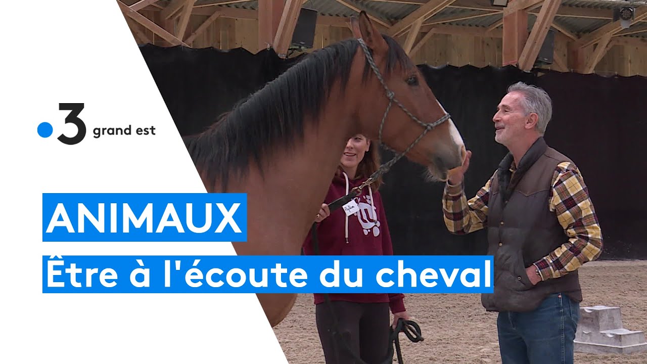 Des stages pour &ecirc;tre &agrave; l'&eacute;coute du cheval : Thierry Lhermitte enseigne l'&eacute;thologie &eacute;quine