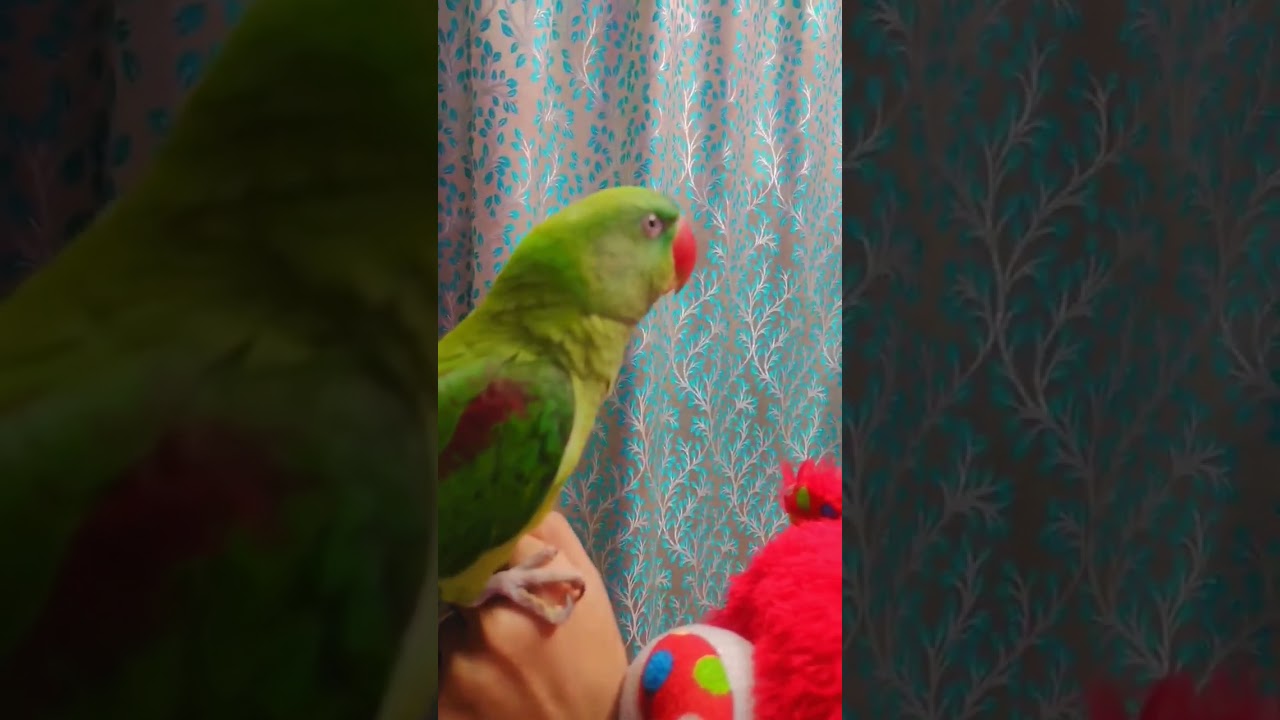#youtubeshorts #firstparrot #babyanimal #viralvideo #birds #parrrot #babybird