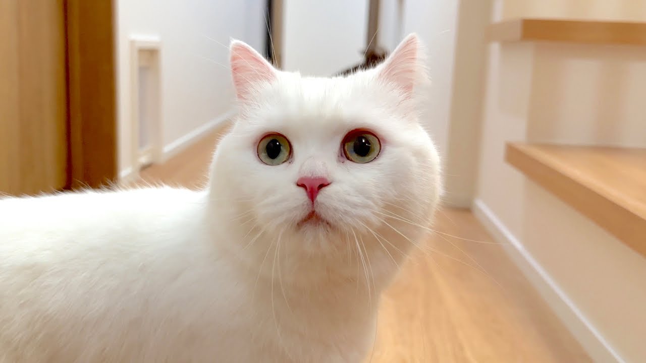 ３年かけて本気で猫のための家を建てました！