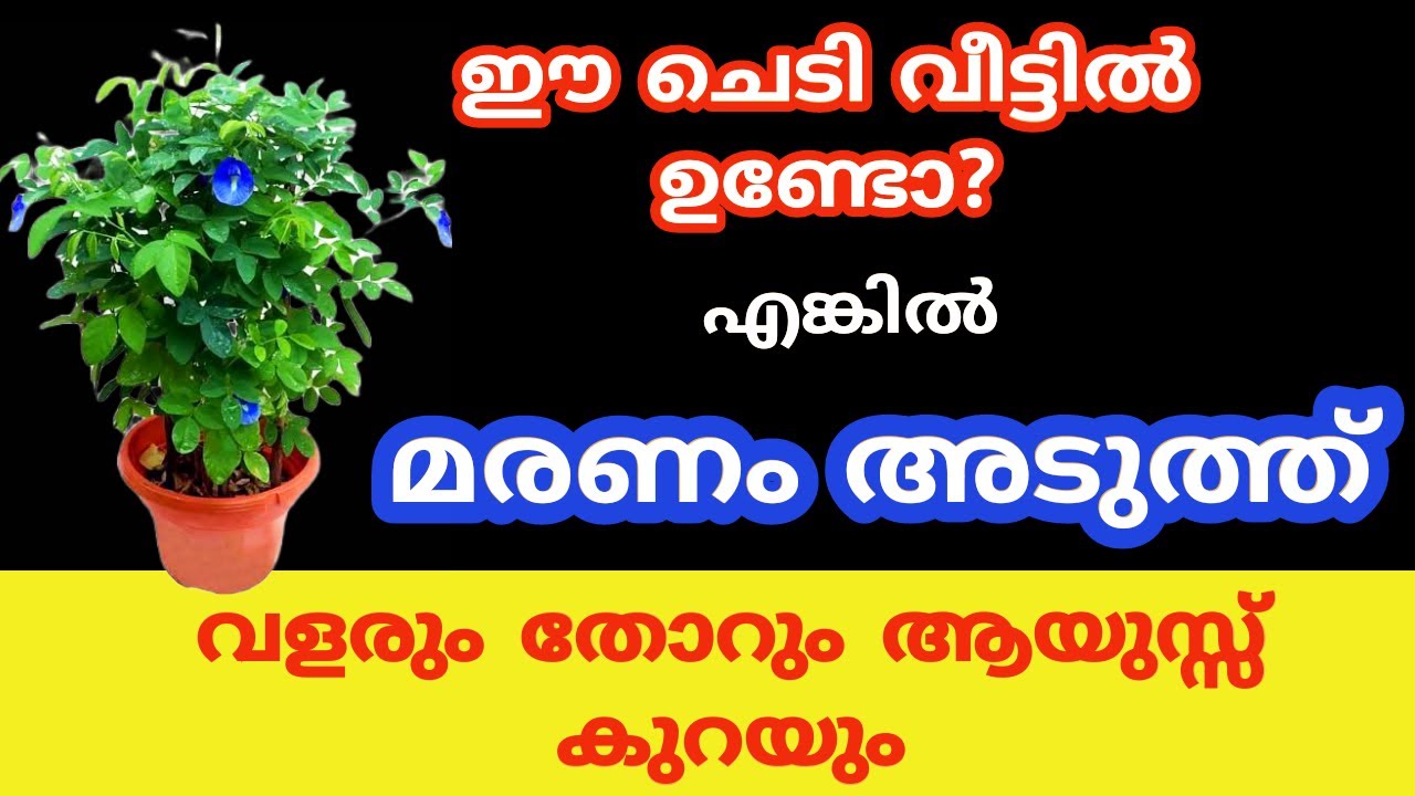 വളരും തോറും ആയുസ്സ് കുറക്കുന്ന ചെടികൾ
