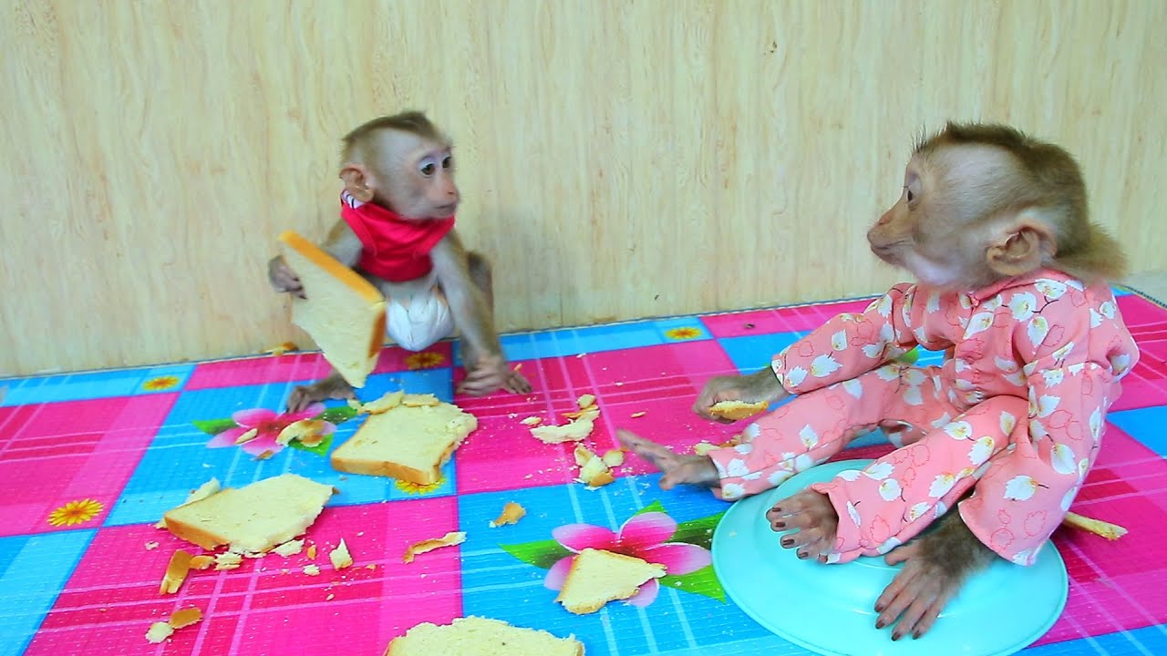 Amazing Monkey - Baby Monkey ABBY and Jenny Eats Bread - Two Monkeys Eating Bread