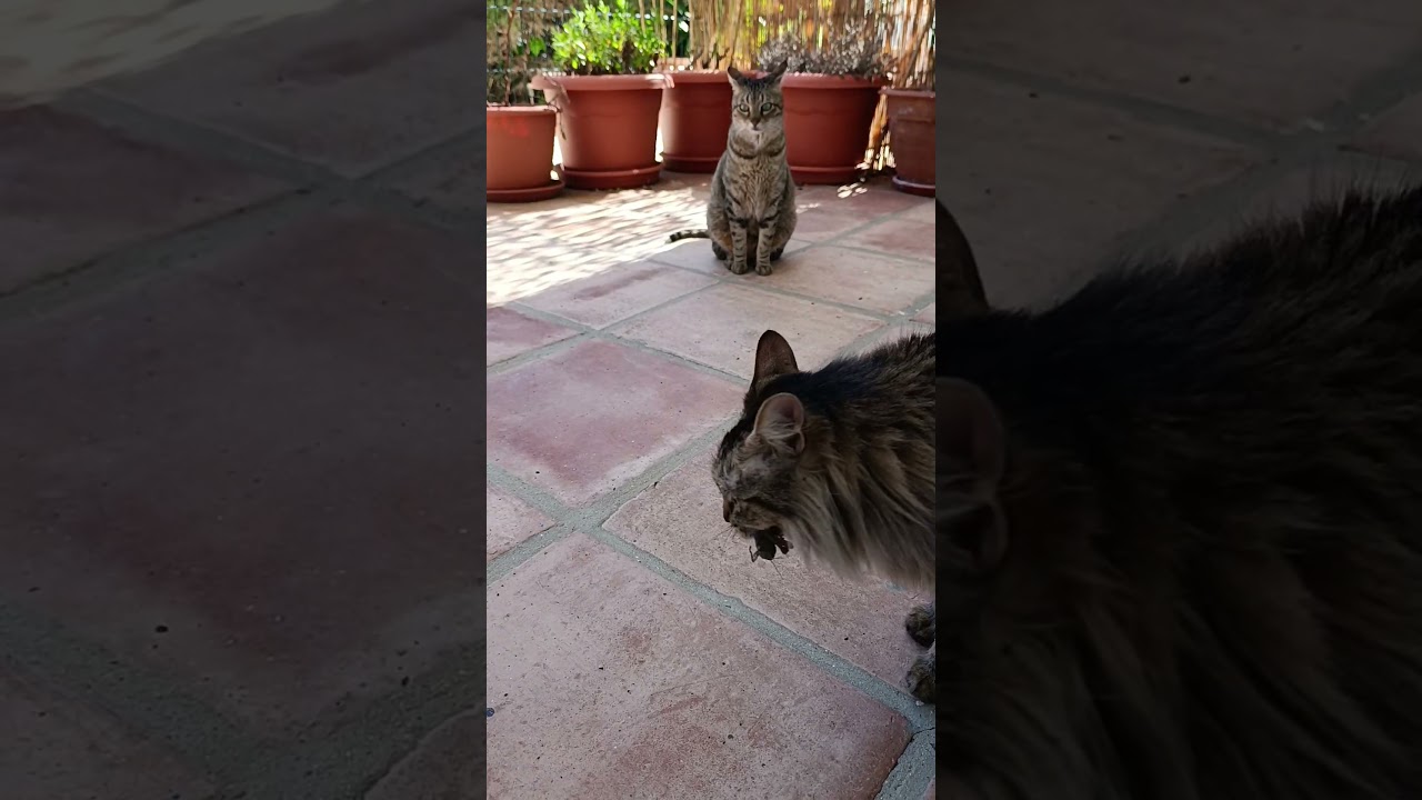 Филя &mdash; гроза цикад! 😎 #cat #веселыекоты #прикольныекоты #красиваякошка