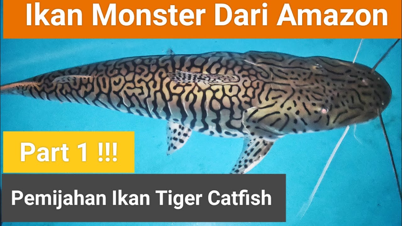 BETERNAK CATFISH AMAZON!! Memijahkan Ikan Tiger Catfish...