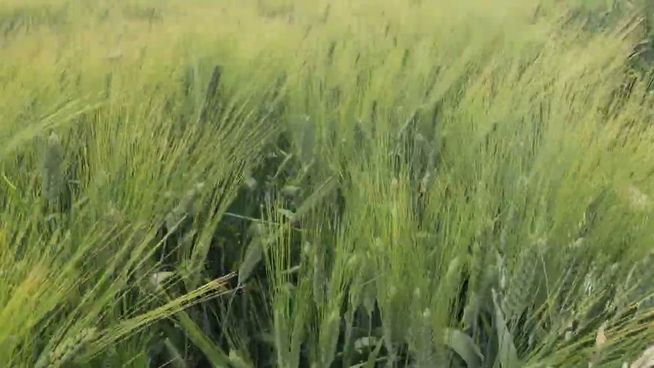 HI-8777 गेहूं किस्म #trend #farming #trending #viral #kisan #village #agriculture #gaon #art #swaraj