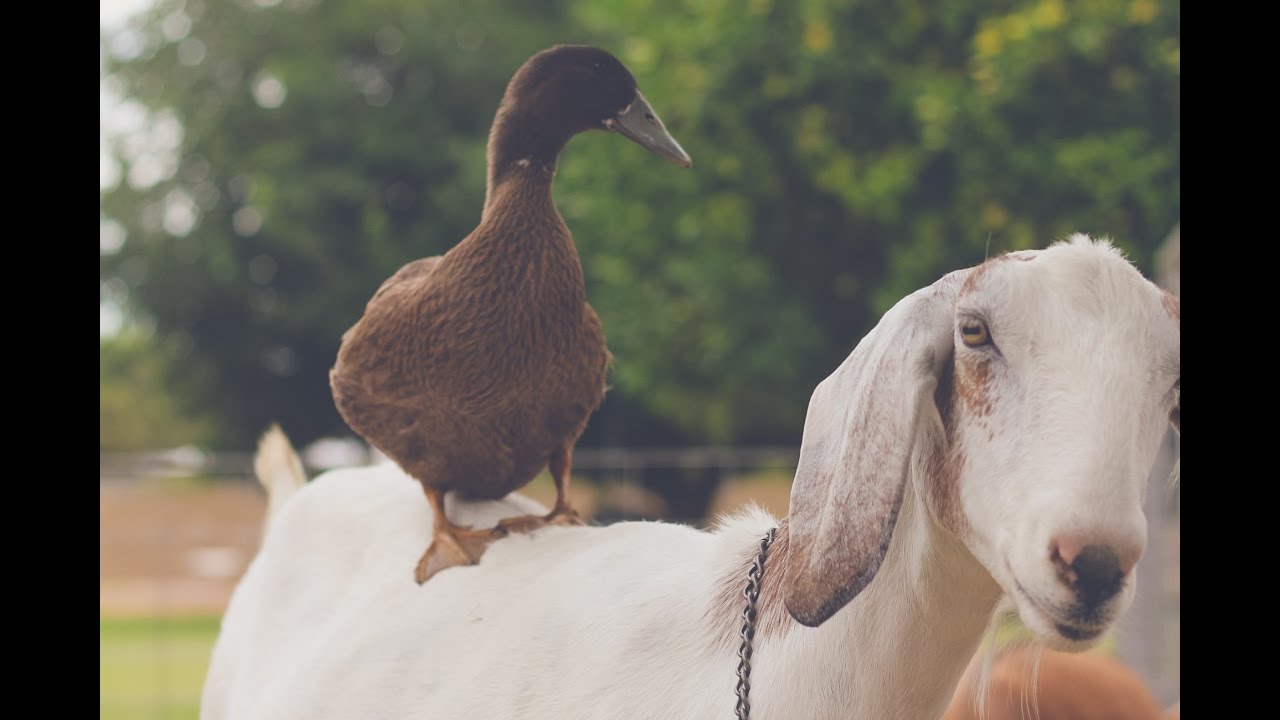 TAKE A TOUR OF OUR FARM!
