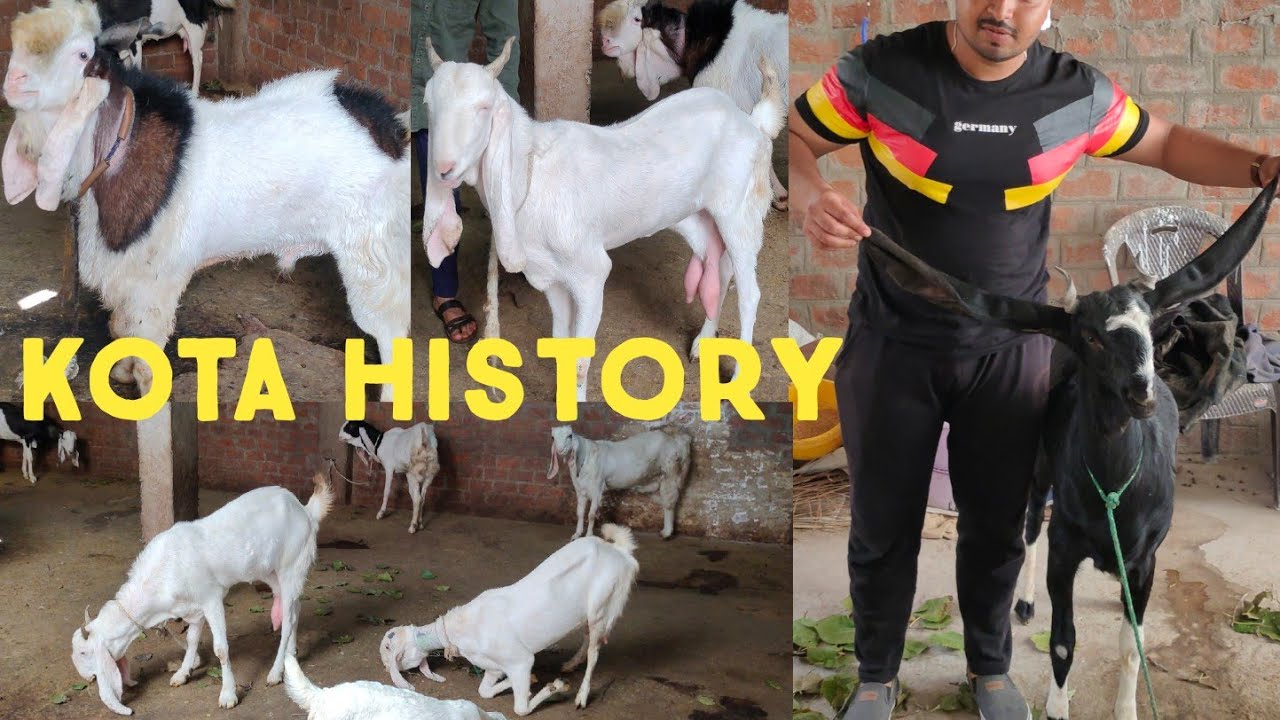 the quality of Kota breed goats | gulabi Kota setup in bhopal 