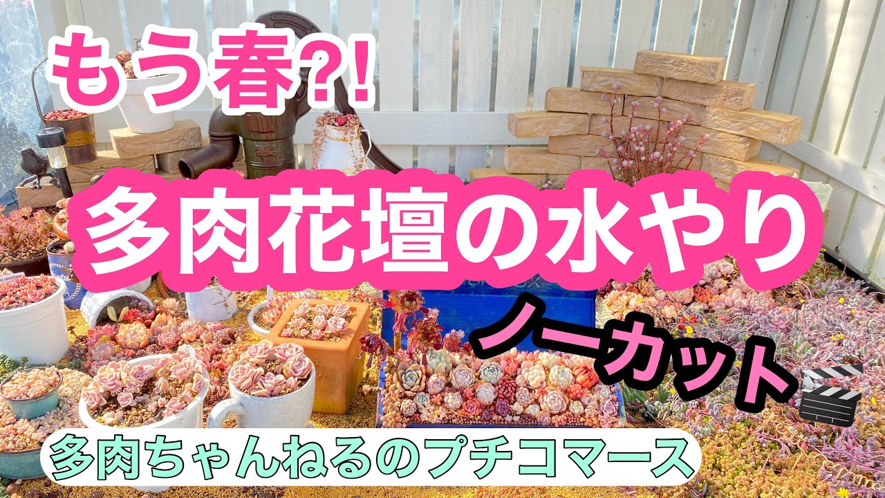 【多肉植物】もう春でいいですか⁈😆多肉花壇に水やりします❣️どのくらい水やりするか❓ノーカット動画