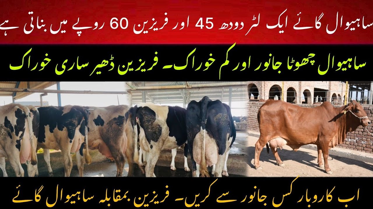Sahiwal cow profit vs Friesian cow profit II Dairy feasibility 2025 II Dr. Muzzammil Hassan