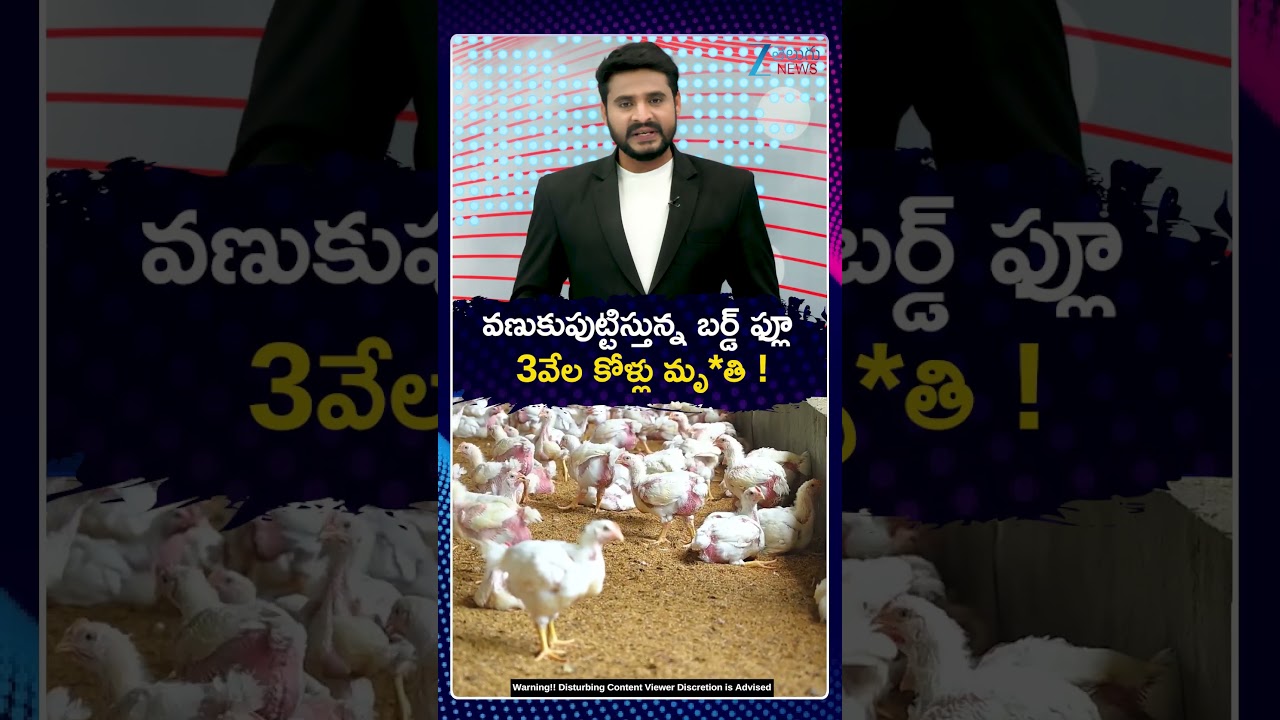 Bird Flu in Telugu States | వణుకుపుట్టిస్తున్న బర్డ్ ఫ్లూ 3వేల కోళ్లు మృ*తి | ZEE Telugu News