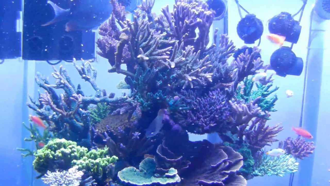 Reef Hobbyist Magazine meets Chingchai Eukrongtham for a tour of his exquisite reef!