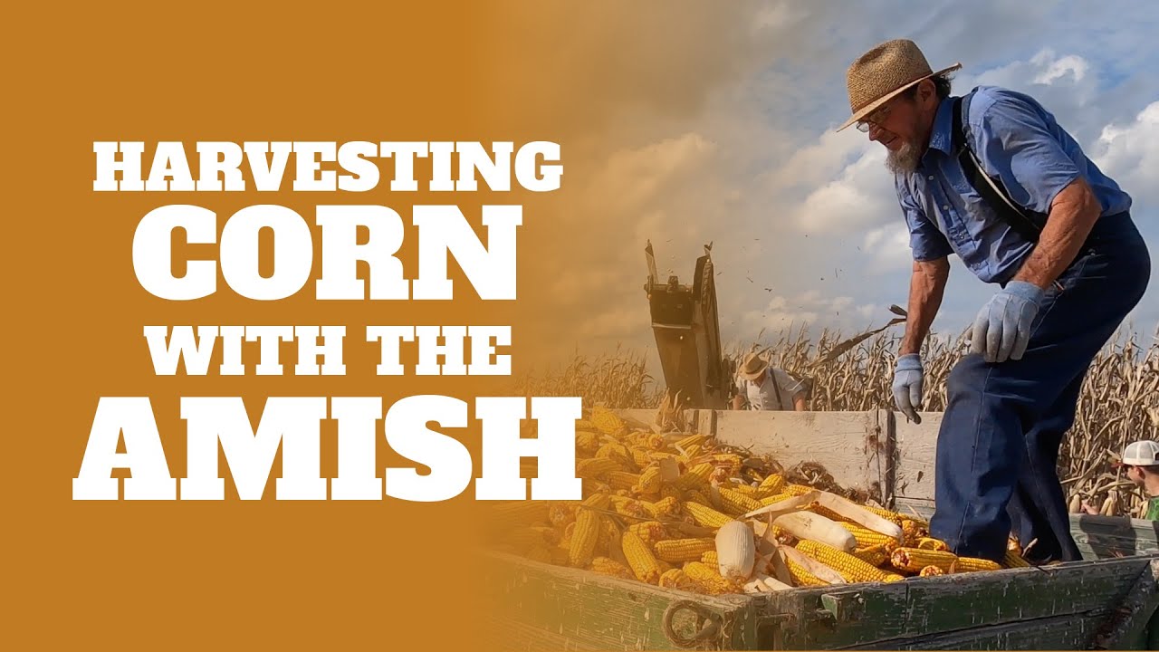 Harvesting Corn with the Amish in Southern Indiana