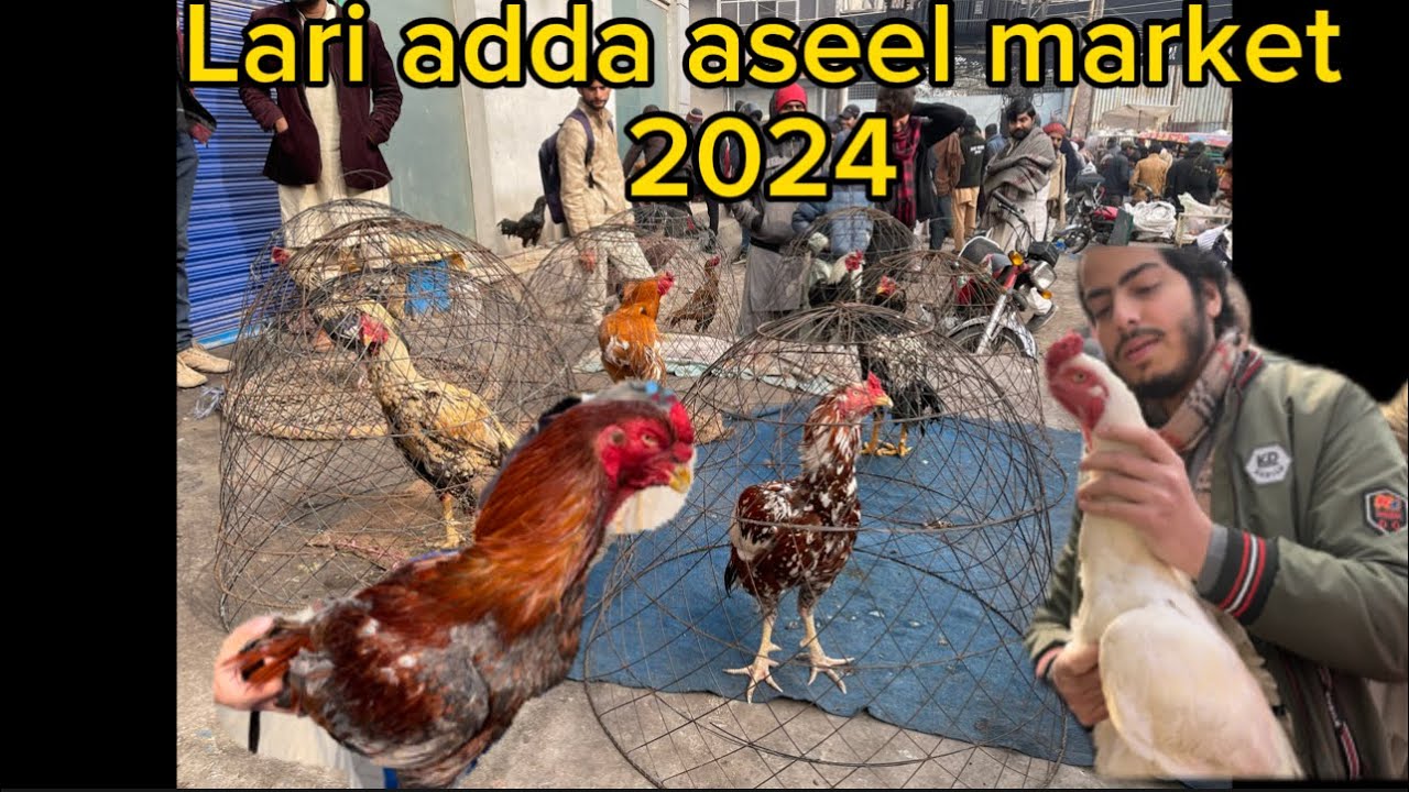 Lari adda aseel market visiting #Sunday market 14-01-2024