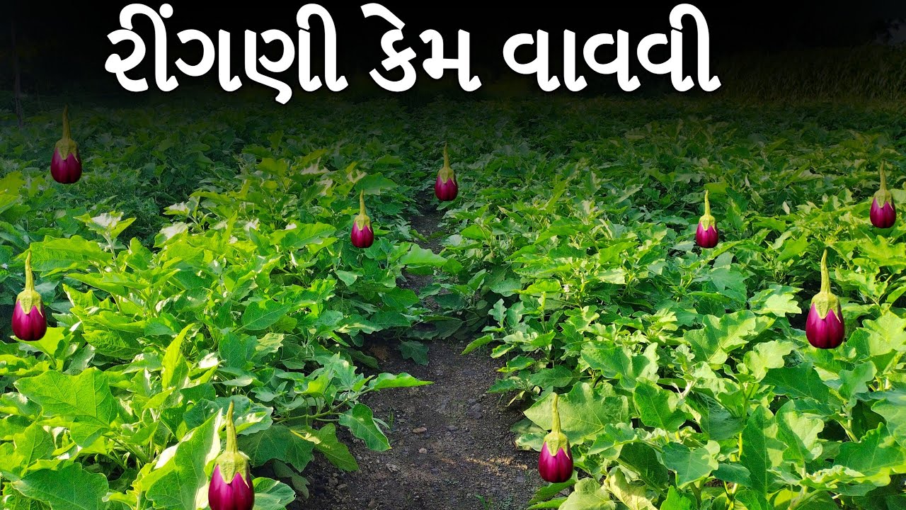 રીંગણી નું વાવેતર કેવી રીતે કરવું || પાયાની માહિતી સાથે || પ્રવિણ રાજપરા :- 9099175218