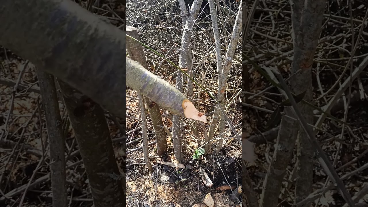 sharpening a stick fot the fance  #farm #farmlife #farmer #farming #fance #farmers #natural #nature