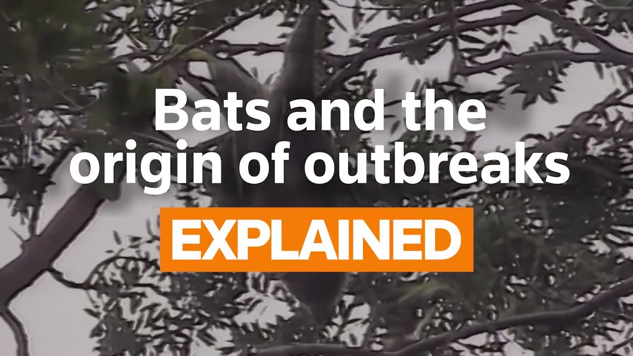 Explainer: Bats and the origin of outbreaks