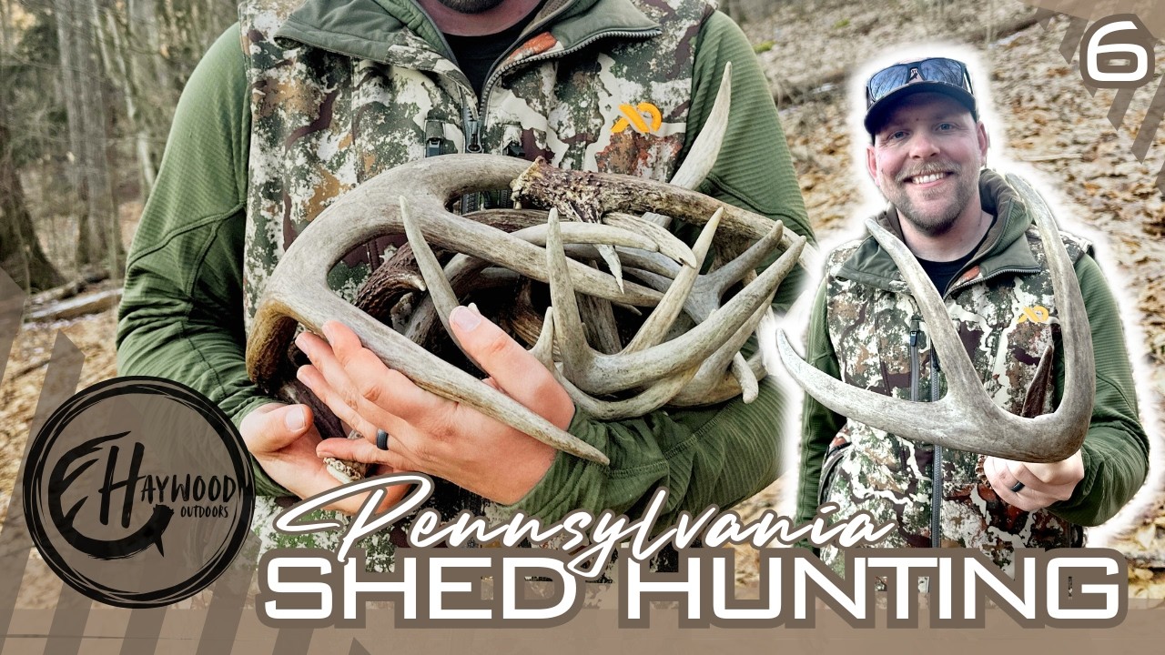 Giant Public Land Sheds | Shed Hunting Pennsylvania Public Land | 2026 Shed Season