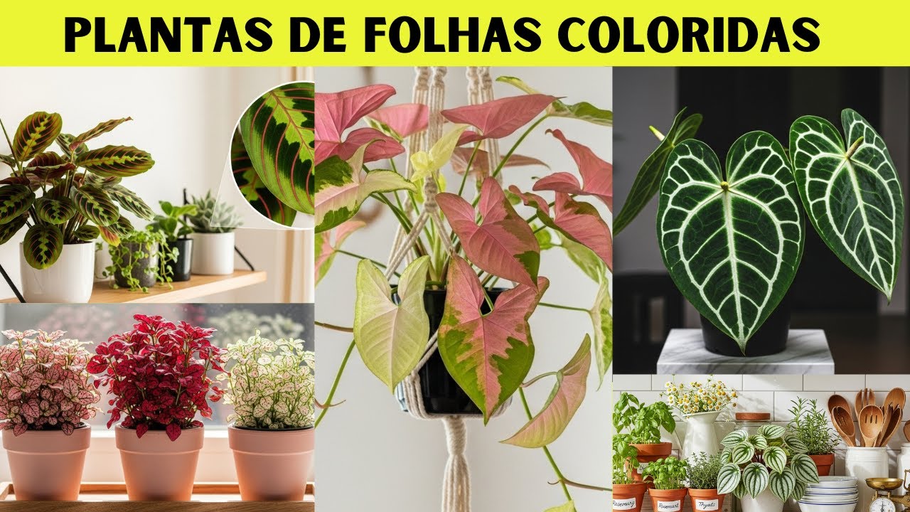 15 Plantas de Sombra de Folhagens Coloridas Cultivadas em Vaso