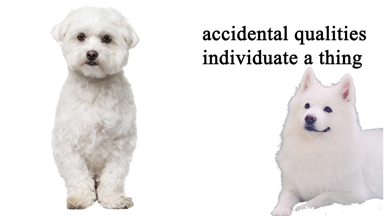 Aristotle:  Substance vs Accidents