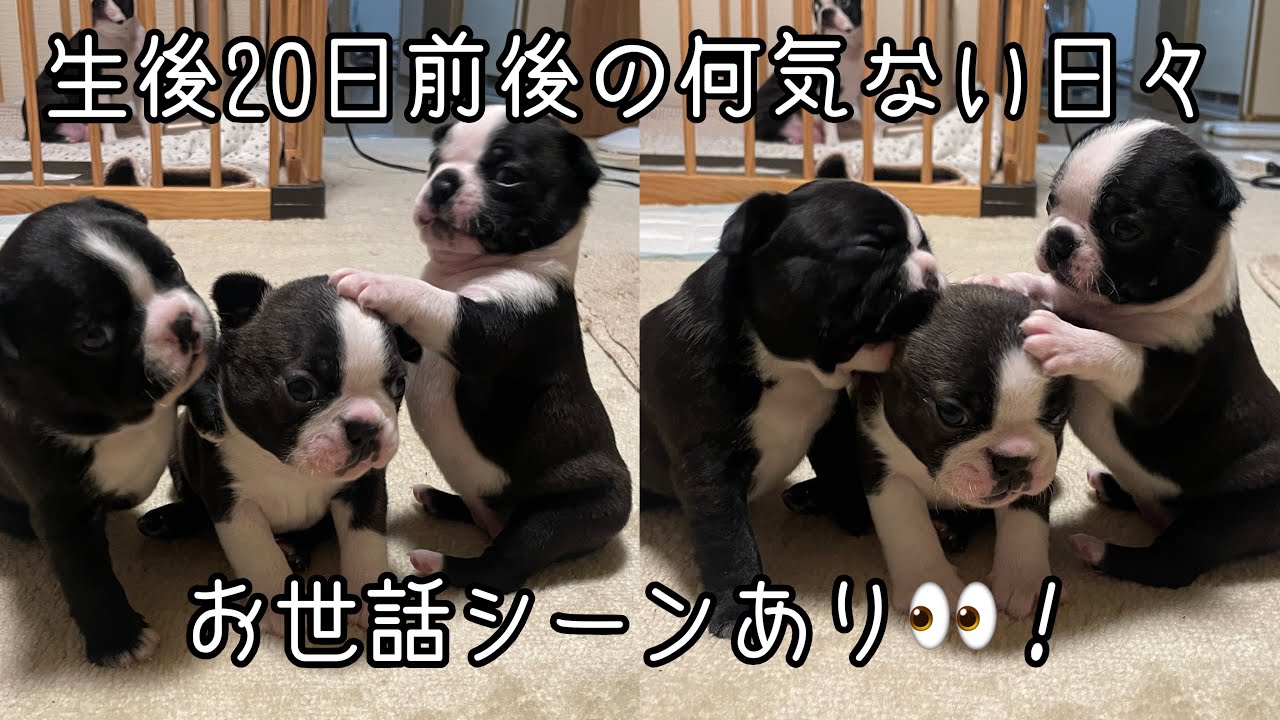 【ボストンテリアVlog】可愛さ注意報🚨💖何気ない日々をお届け🐶