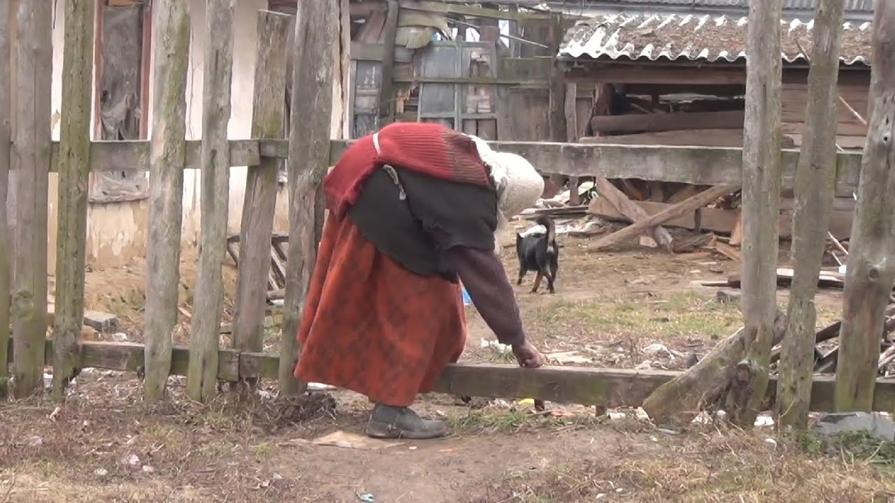 звенигородка-чернячка.