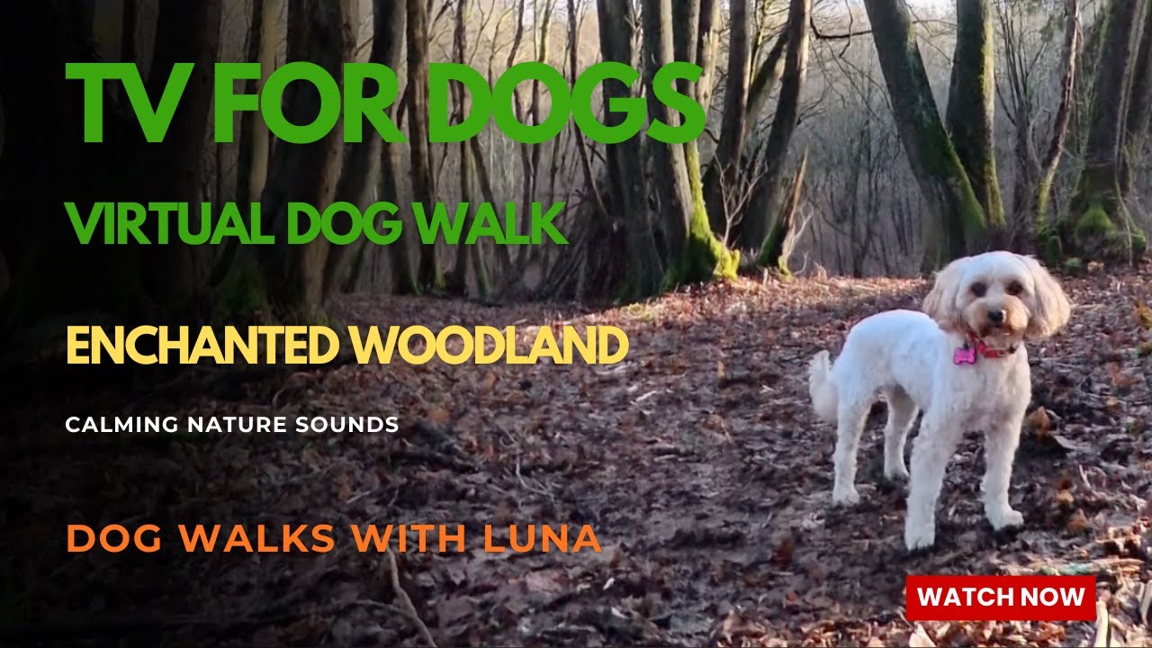 TV for Dogs 10hr 4K Virtual Dog Walk Enchanted Woodland - Calming Nature Sounds