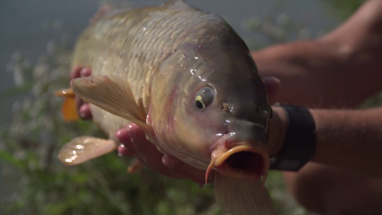 Csf 32 09 Center-pin Carp Fishing.