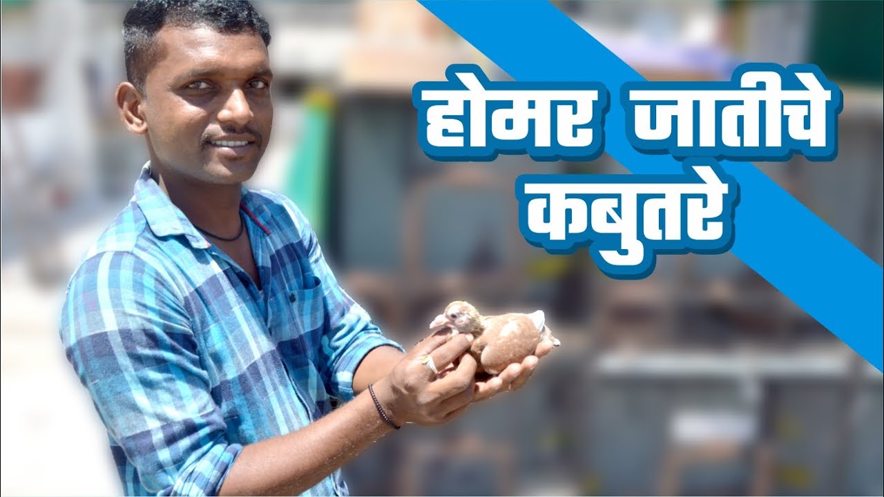 होमर जातीचे कबुतरे Homer Breed Pigeon,