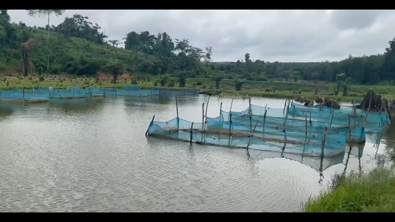 Visite de la ferme de Mr MILLAN Augustin à Aboisso en Côte d'Ivoire.