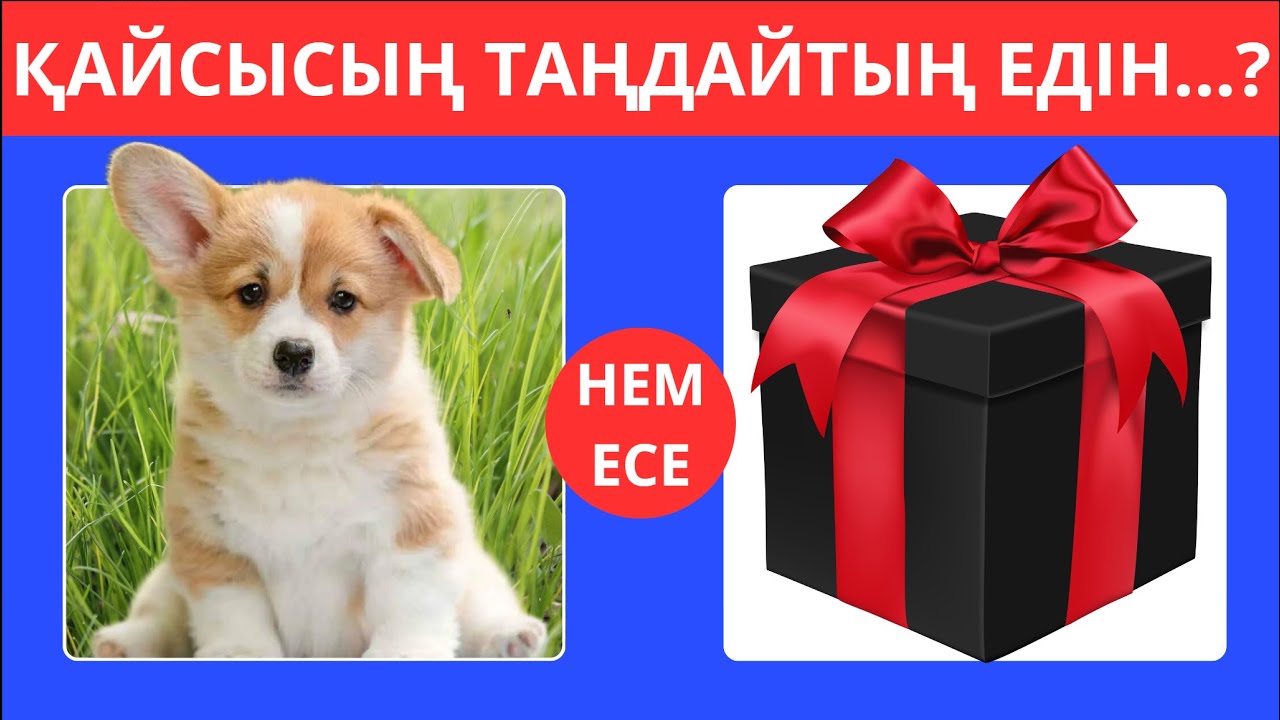 ҚАЙСЫСЫҢ ТАҢДАЙТЫҢ ЕДІҢ...? СЮРПРИЗДІ ҚОРАП🎁 БІЛІМ QUIZ 2024