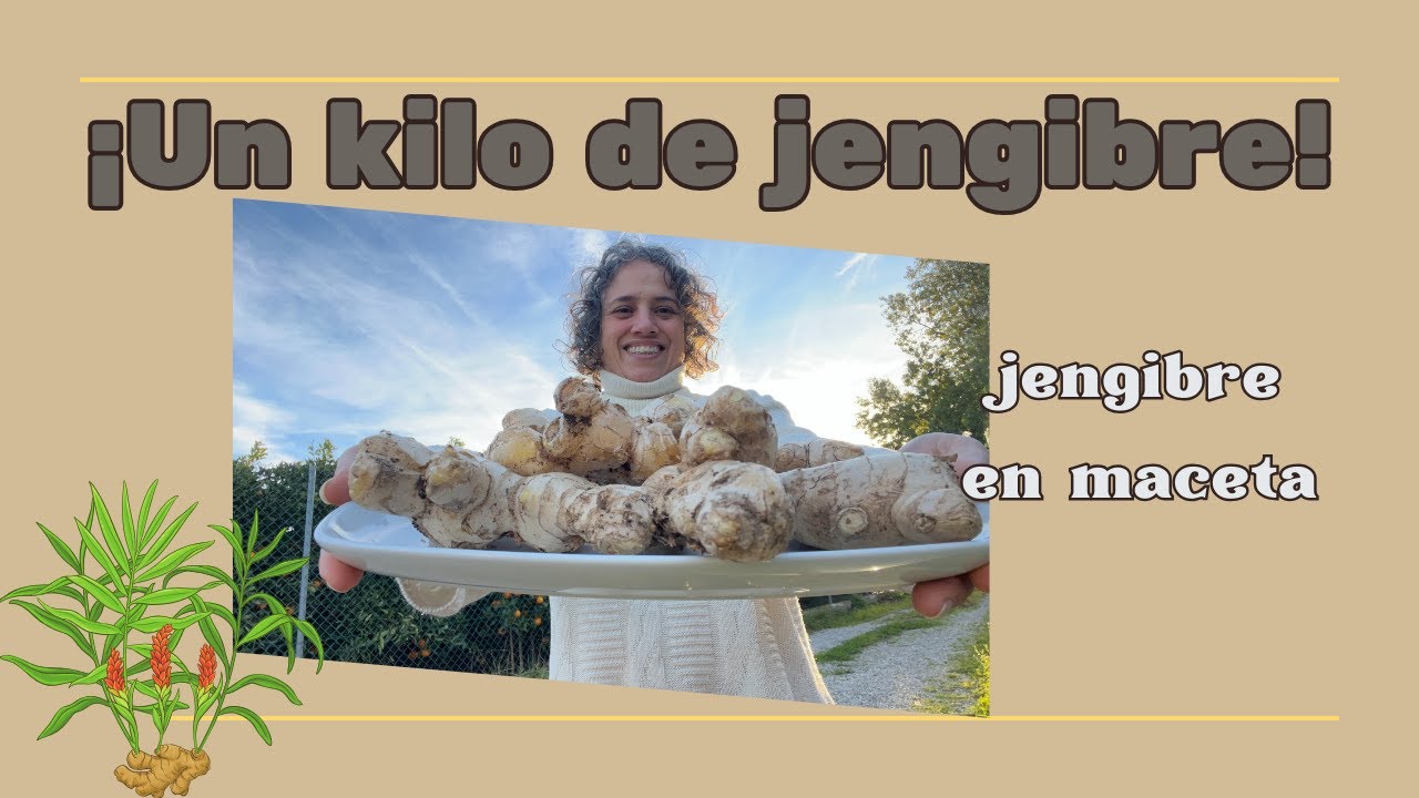 ¡Cosechando Jengibre en Casa! Descubre el Secreto para Cultivarlo en Macetas 🌱 Mi pequeño paraiso