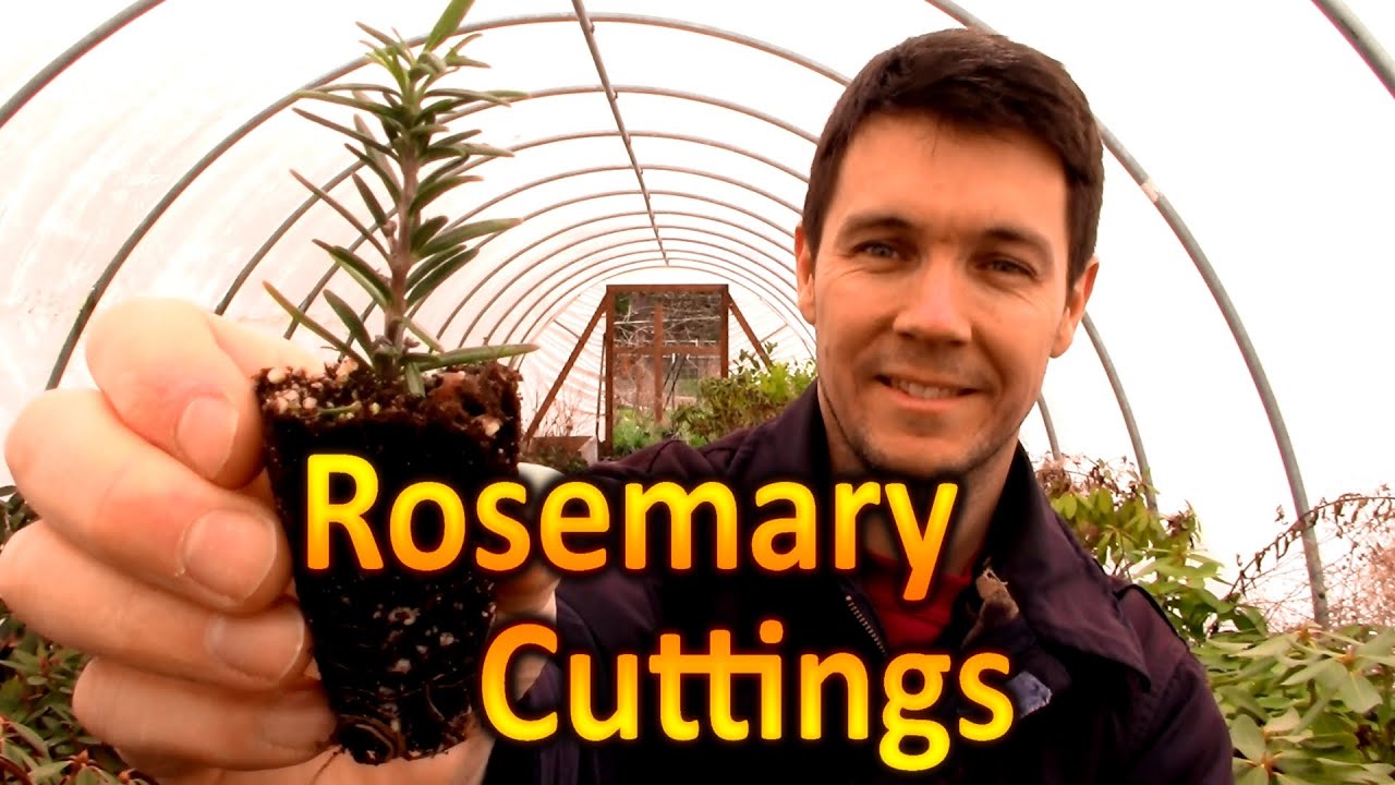 How to Grow Rosemary From Cuttings | Rooting Hardwood Rosemary Cuttings : Herb Propagation