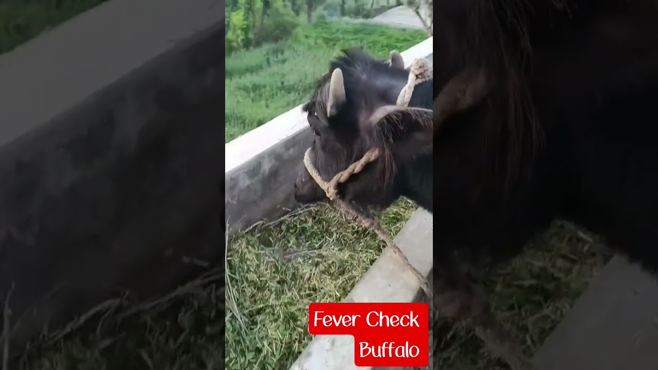 Fever Check Buffalo #shorts #animals