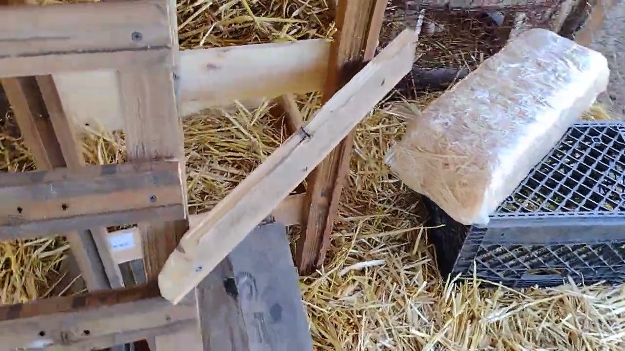 Little buddy CHICKY boy hops with joy for his new chicken coop BUNK BED !! :) (vid 4 of 5)