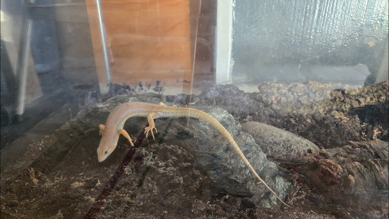 Schneider skink into 