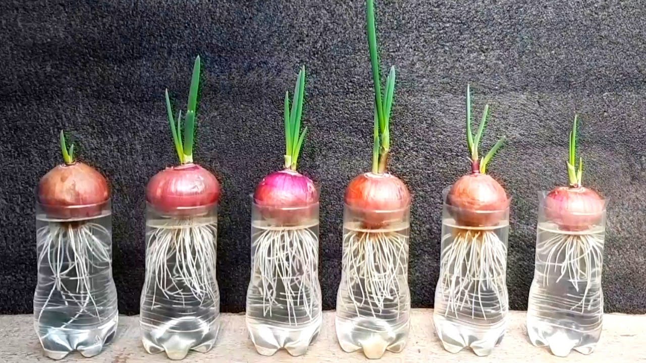 How to grow Onions, Ginger, Garlic, Lemongrass at home