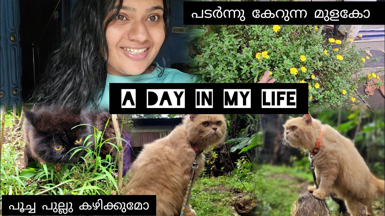 പടർന്നു കേറുന്ന മുളകോ |പൂച്ച പുല്ലു കഴിക്കുമോ|A day in my life|@heyiamvysh #adayinmylife 