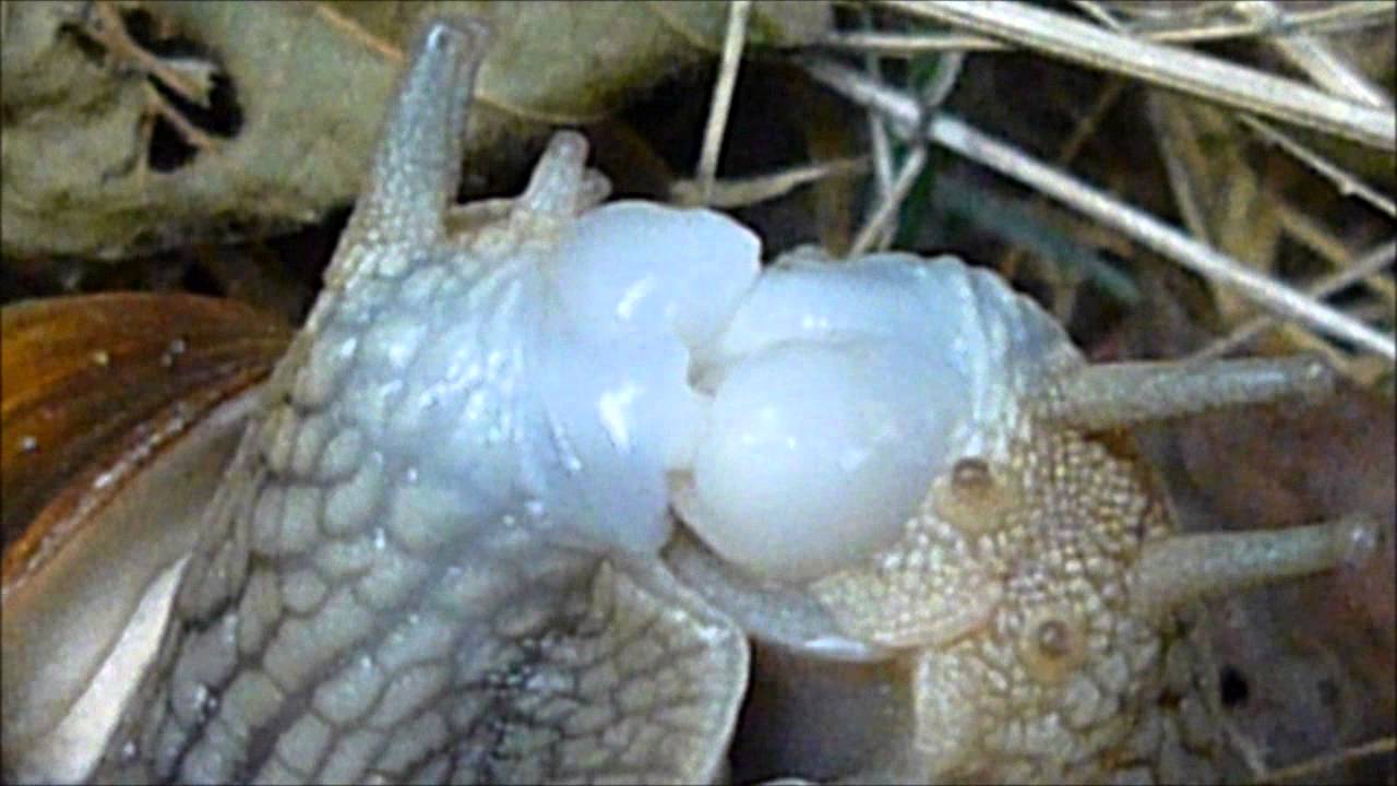 snails & dart love