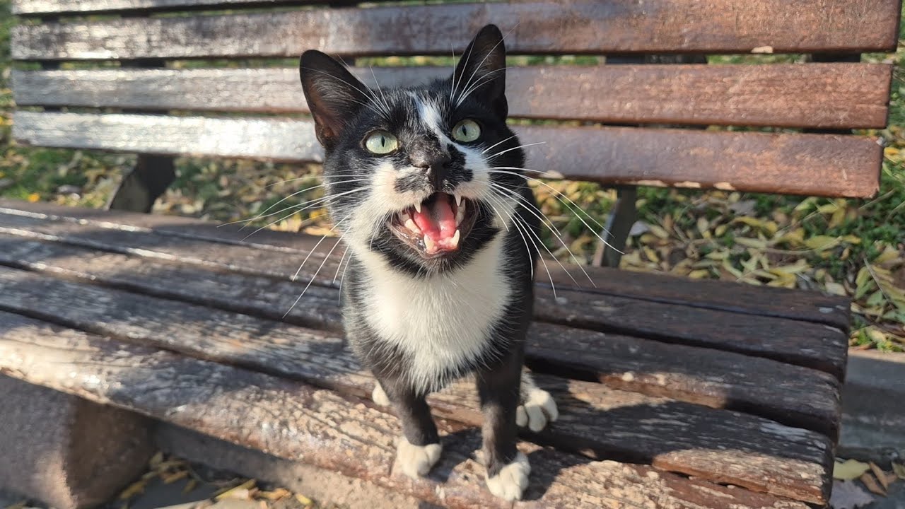 A Tailless Tuxedo Cat Who Just Wants to Be Loved