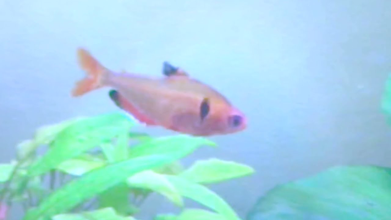 (OLD) Aquafinity Channel Trailer